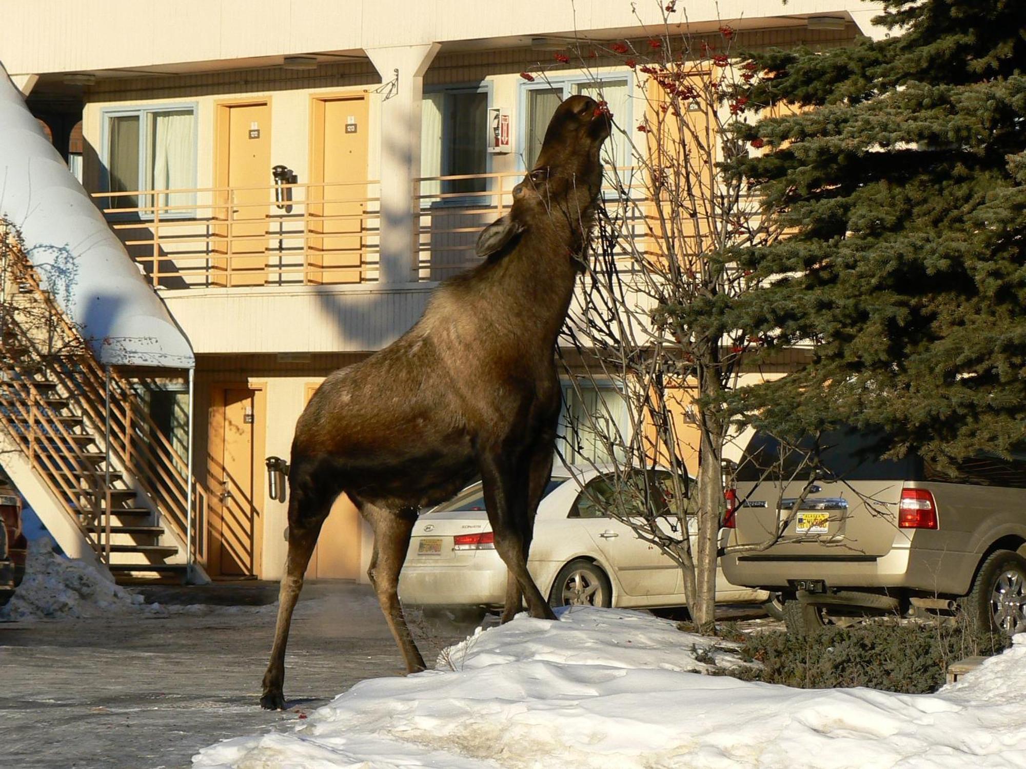 Puffin Inn Anchorage Esterno foto